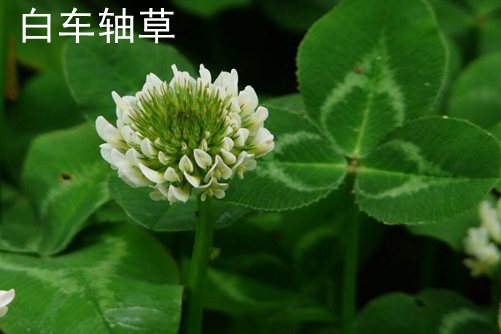 如何看镜头尺寸——亚洲国产精品一区精品，揭秘摄影大师的秘密武器