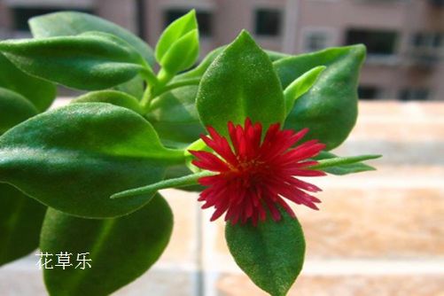 入门级长焦镜头——，入门级长焦镜头的奥秘与魅力