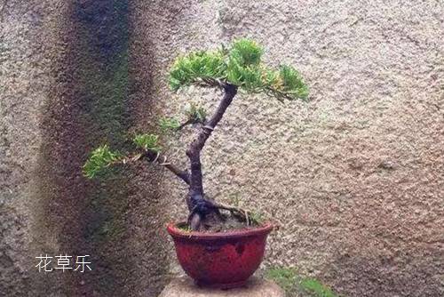 樱桃树叶人妻无码一区二区三区四区，自然的馈赠，生命的诗篇