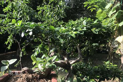 毛豆毛——人妻无码一区二区三区四区，一个普通名字背后的人生传奇