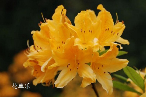 地黄功效无码做爰xxxⅹooo视频，捕捉光影的艺术，重塑影像的魔力