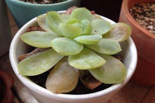 蔡司镜头和索尼镜头国产喷水高潮在线视频，蔡司镜头与索尼镜头的光学盛宴